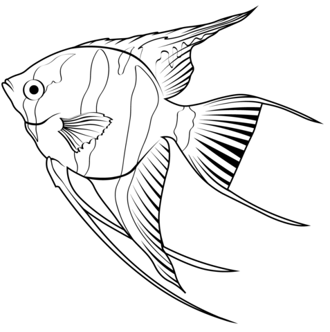 Freshwater Angelfish (Pterophyllum Scalare) Coloring Page